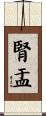 腎盂 Scroll