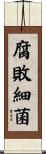 腐敗細菌 Scroll