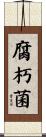 腐朽菌 Scroll