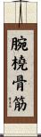 腕橈骨筋 Scroll
