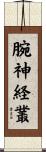 腕神経叢 Scroll