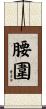腰圍 Scroll