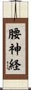 腰神経 Scroll