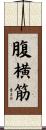 腹横筋 Scroll