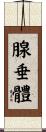 腺垂體 Scroll