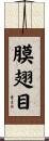 膜翅目 Scroll
