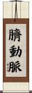 臍動脈 Scroll