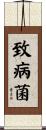 致病菌 Scroll