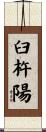 臼杵陽 Scroll