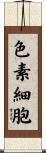 色素細胞 Scroll