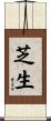 芝生 Scroll