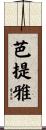 芭提雅 Scroll