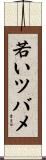 若いツバメ Scroll