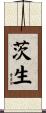 茨生 Scroll