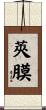 莢膜 Scroll