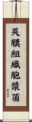 莢膜組織胞漿菌 Scroll