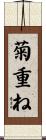 菊重ね Scroll