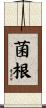 菌根 Scroll
