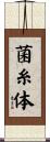 菌糸体 Scroll