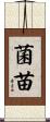 菌苗 Scroll
