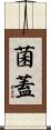 菌蓋 Scroll