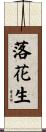 落花生 Scroll