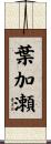 葉加瀬 Scroll