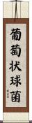 葡萄状球菌 Scroll