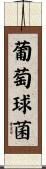 葡萄球菌 Scroll