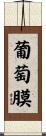 葡萄膜 Scroll