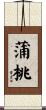 蒲桃 Scroll