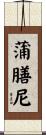 蒲膳尼 Scroll