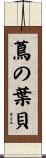 蔦の葉貝 Scroll