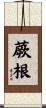 蕨根 Scroll