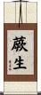 蕨生 Scroll