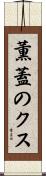 薫蓋のクス Scroll