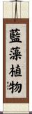 藍藻植物 Scroll