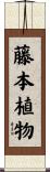 藤本植物 Scroll