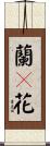 蘭々花 Scroll