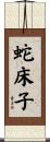 蛇床子 Scroll