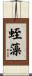 蛭藻 Scroll