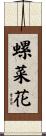 螺菜花 Scroll