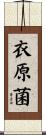 衣原菌 Scroll