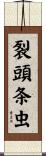 裂頭条虫 Scroll