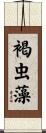 褐虫藻 Scroll