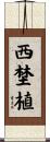西埜植 Scroll
