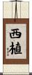 西植 Scroll