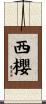 西櫻 Scroll