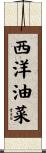 西洋油菜 Scroll