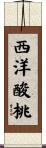 西洋酸桃 Scroll